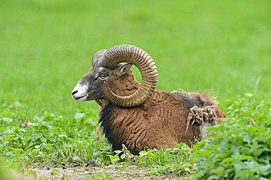 开罗模拟经营游戏《口袋学院物语3》 上线Steam平台